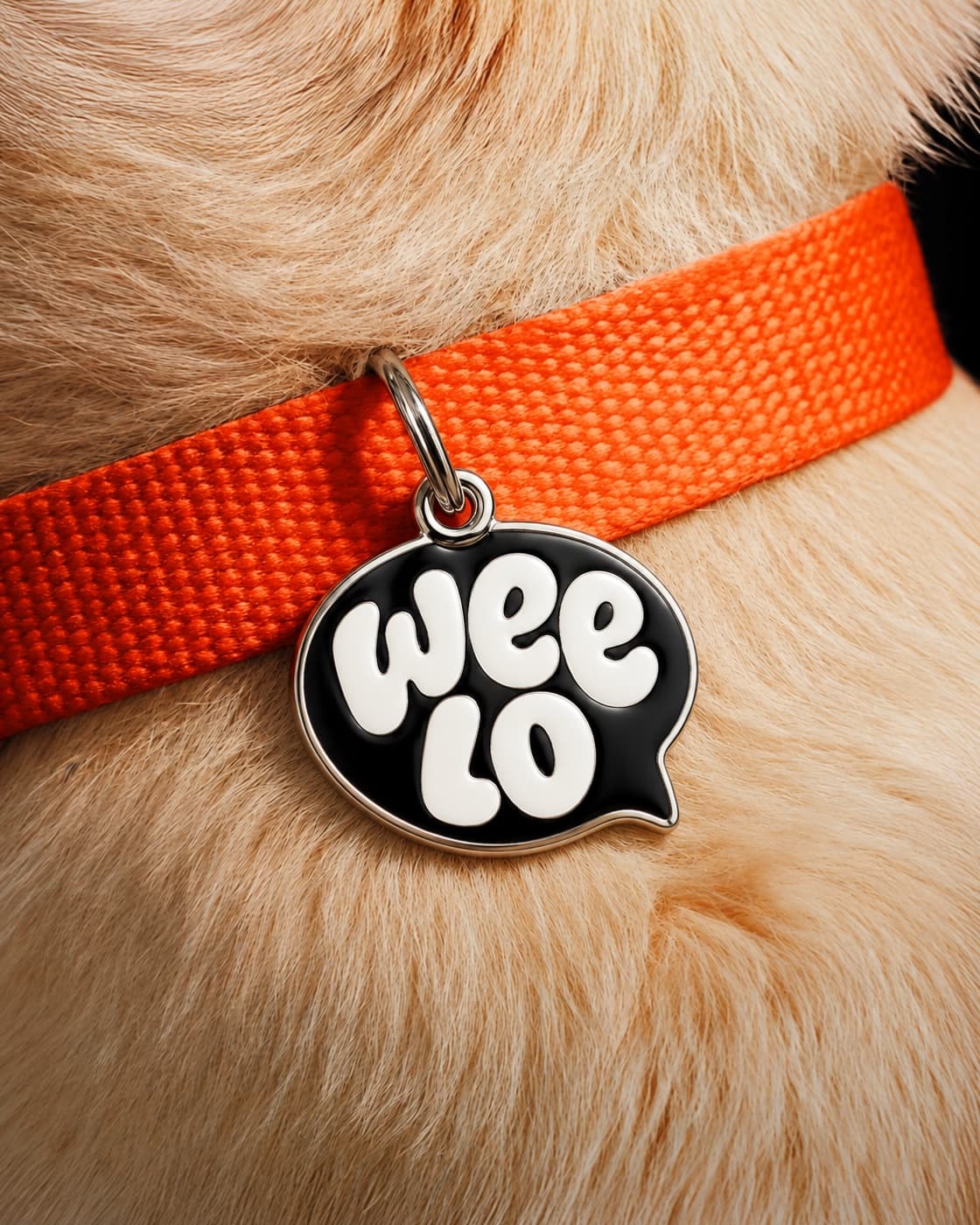 Chapa Weelo colgando del collar naranja de un perro